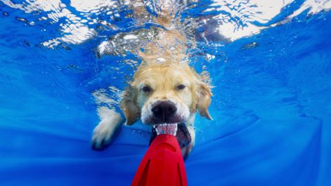 Unterwasserfotograf fotografiert Hunde unter Wasser für Wandbilder, Fotos unter Wasser aus Hanau vom Fotografen Chris Marr für Prints.